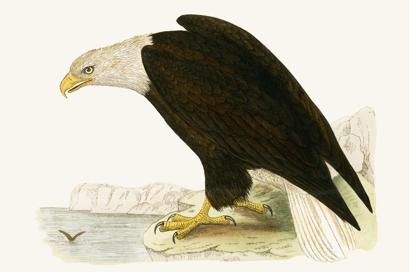 Amerikaanse zeearend, illustratie uit 