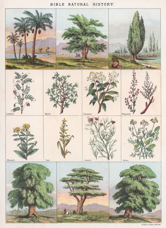 Bijbelse natuurgeschiedenis door English School