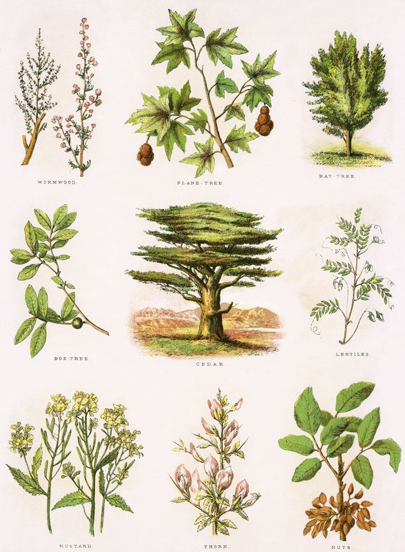 Bijbelse natuurlijke historie door English School