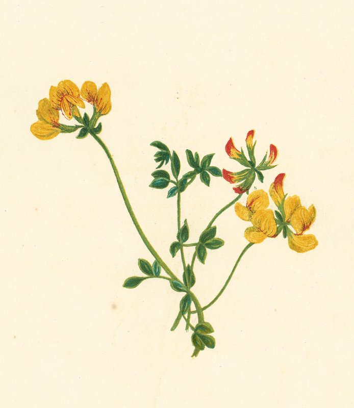 Gewone Rolklaver, Lotus Corniculatus door English School