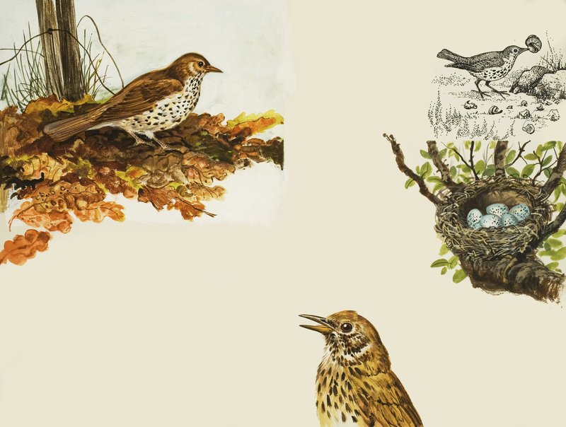 Vogels en Vogelnest door English School
