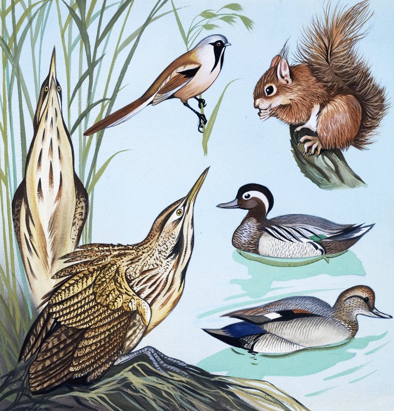 Vogels en eekhoorn door English School