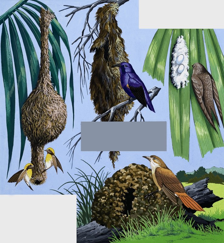 Vogels en hun nesten montage door English School