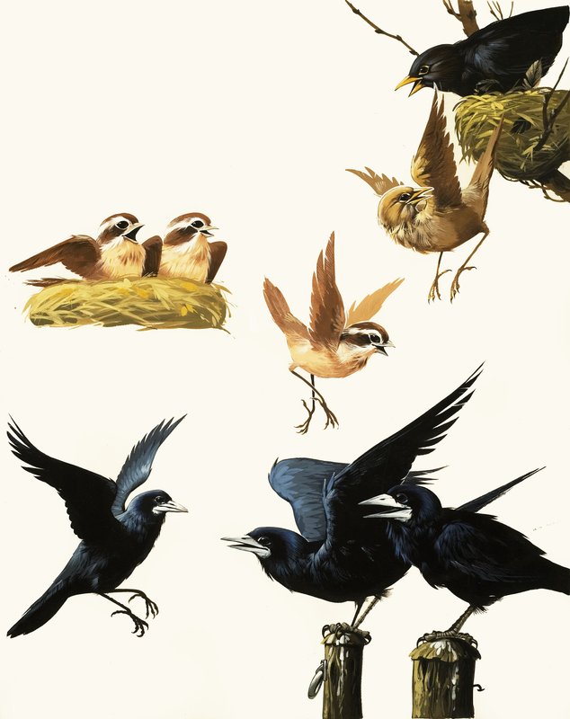 Vogels montage door English School