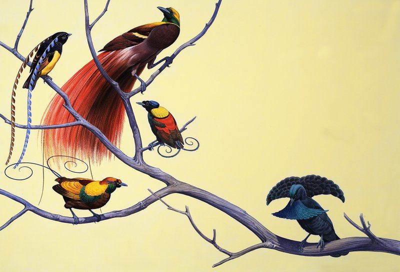 Paradijsvogels door English School