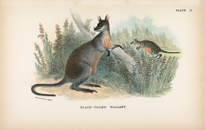 Zwartstaart Wallaby door English School
