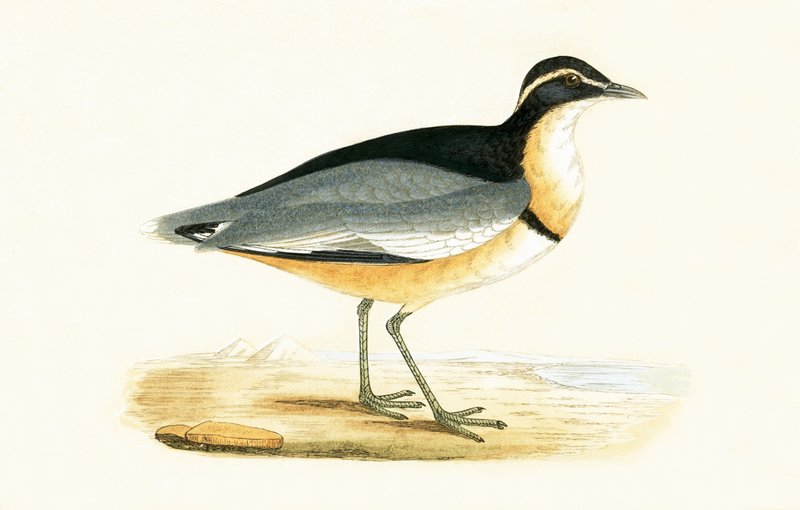 Zwartkopplevier, illustratie uit 