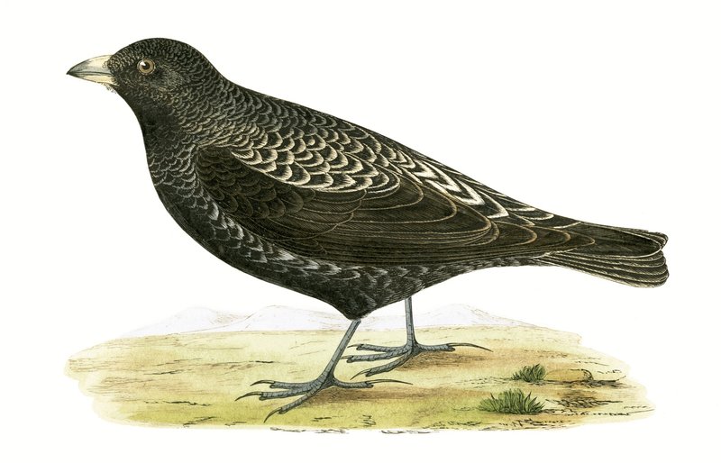 Zwarte Leeuwerik, illustratie uit 