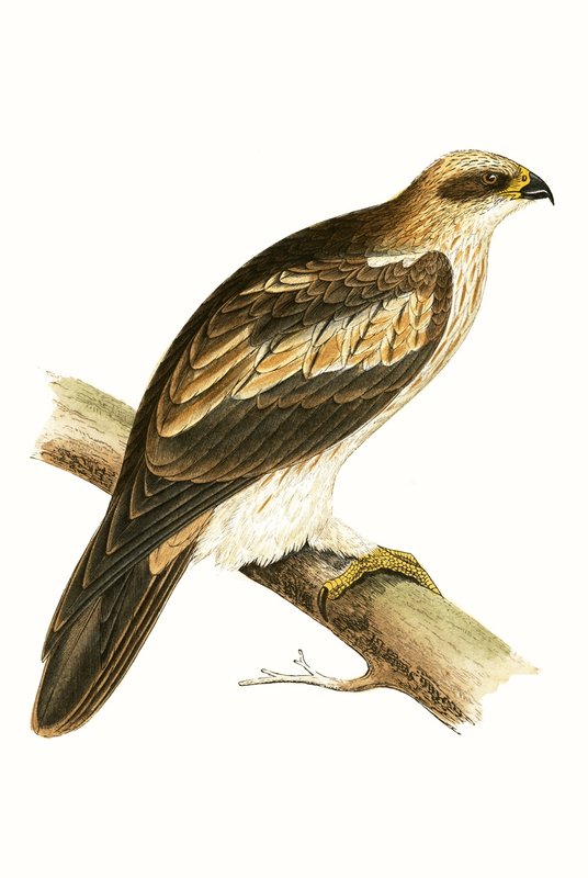 Booted Eagle, illustratie uit 