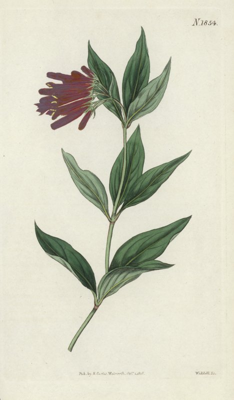 Botanische gravure door English School