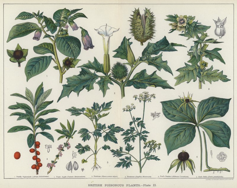 Britse Giftige Planten door English School