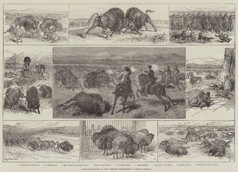 Buffeljacht in de Westelijke Gebieden van Noord-Amerika door English School