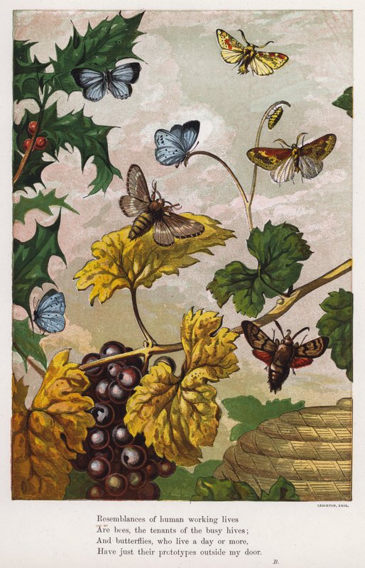 Vlinders, motten, wijnstokken en hulst (gekleurde gravure) door English School