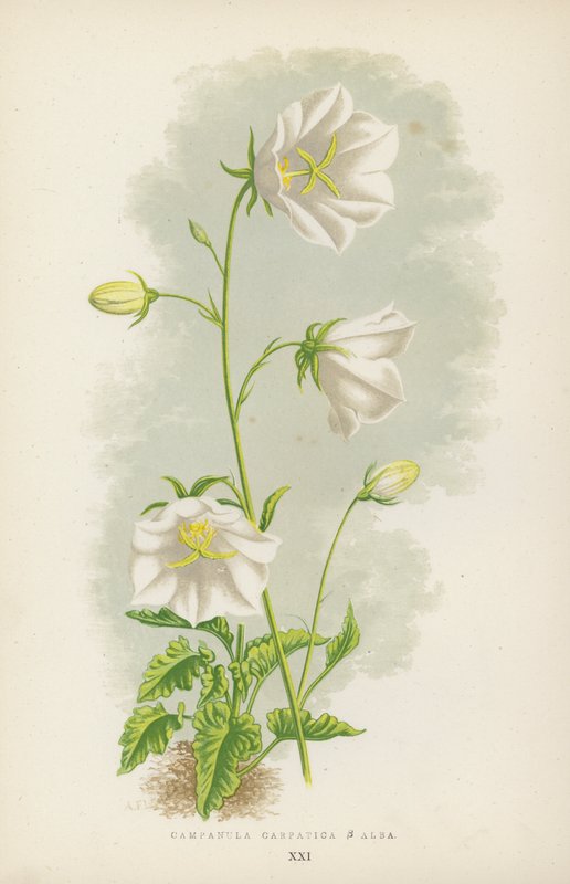 Campanula Carpatica B Alba door English School