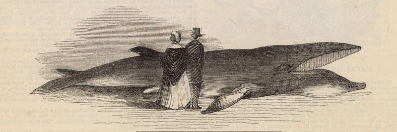Een walvis vangen bij Deptford Pier: de walvis door English School