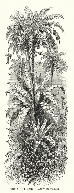 Centraal-Amerika: Kokosnoot- en bananenbomen door English School