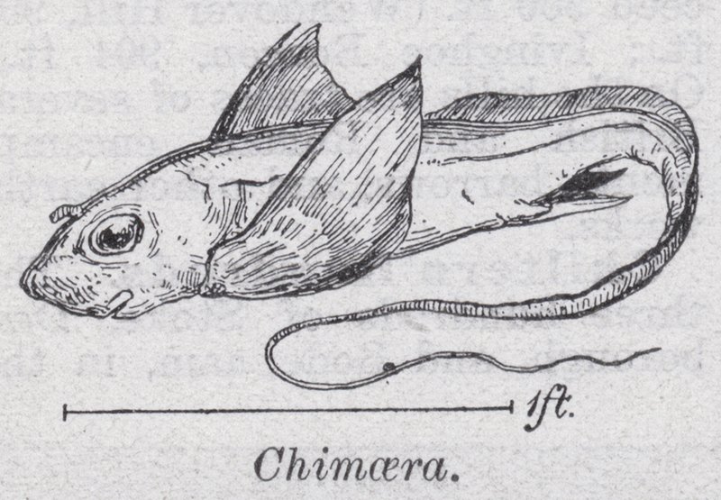 Chimaera door English School