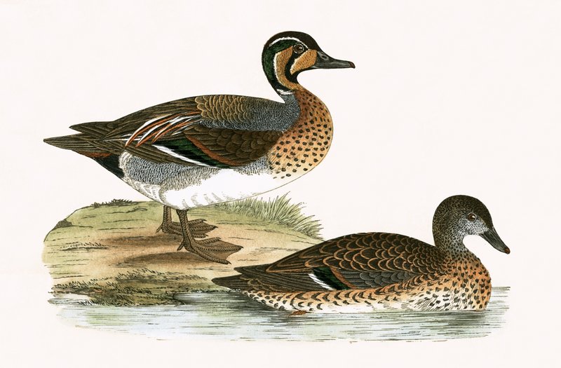Kluivende taling, illustratie uit 
