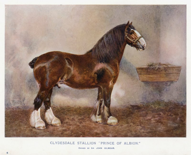 Clydesdale hengst 