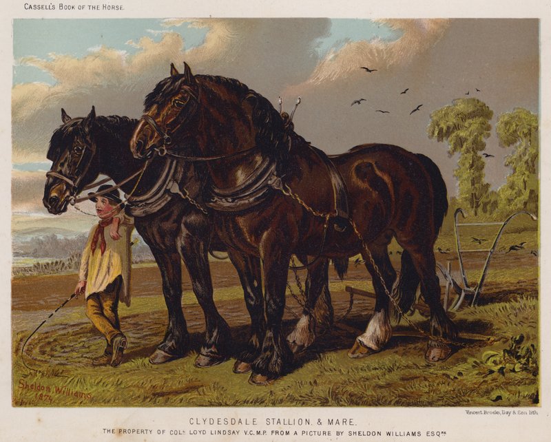 Clydesdale hengst en merrie, eigendom van kolonel Loyd Lindsay, VC, MP door English School