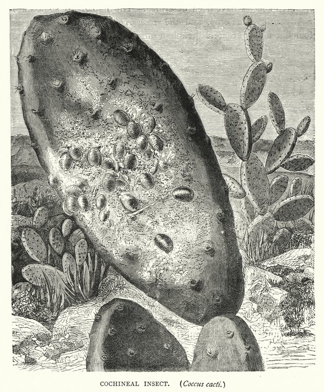 Cochenille-insect, Coccus cacti (gravure) door English School