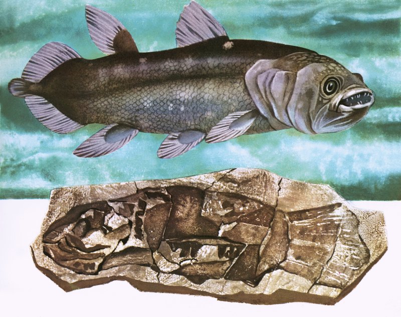 Coelacanth en zijn fossiel door English School