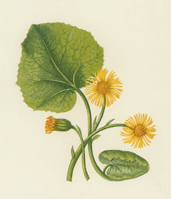 Klein Hoefblad, Tussilago Farfara door English School