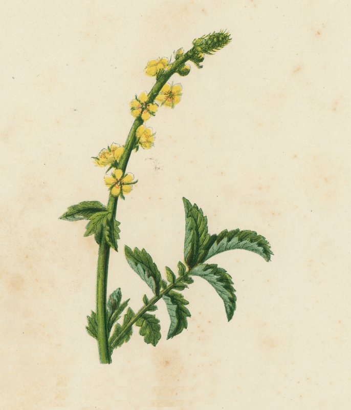Agrimonie, Agrimonia Eupatoria door English School
