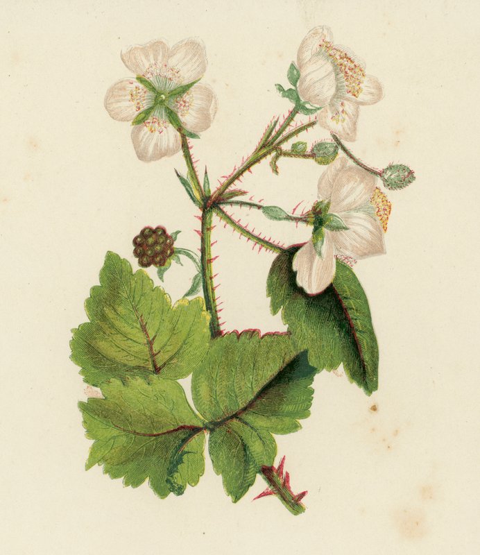 Braam of Braambes, Rubus Fruticosus door English School