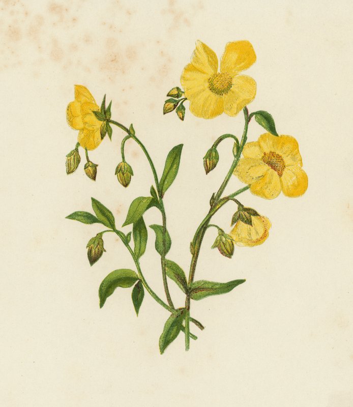 Zonneroosje, Helianthemum Vulgare door English School
