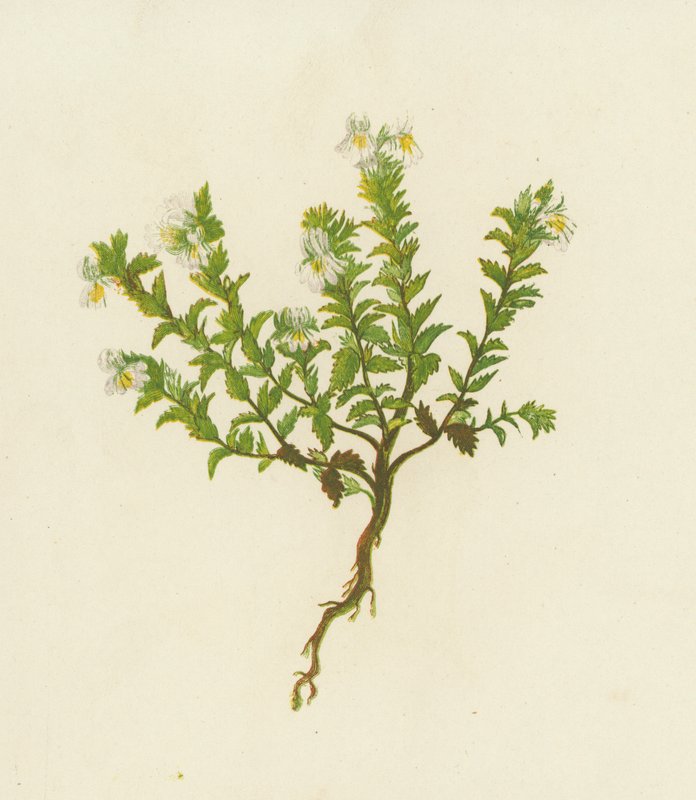 Ogentroost, Euphrasia Officinalis door English School