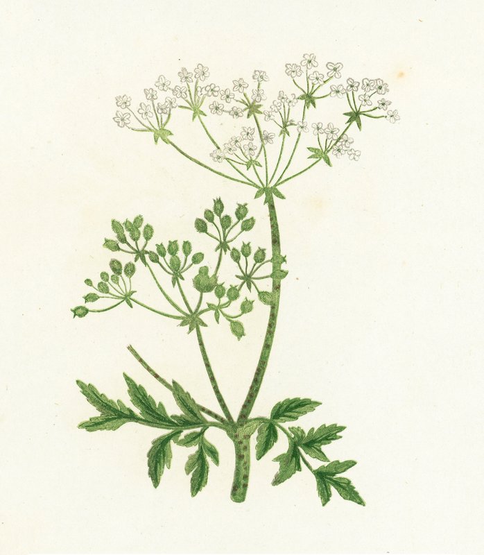 Gevlekte scheerling, Conium Maculatum door English School