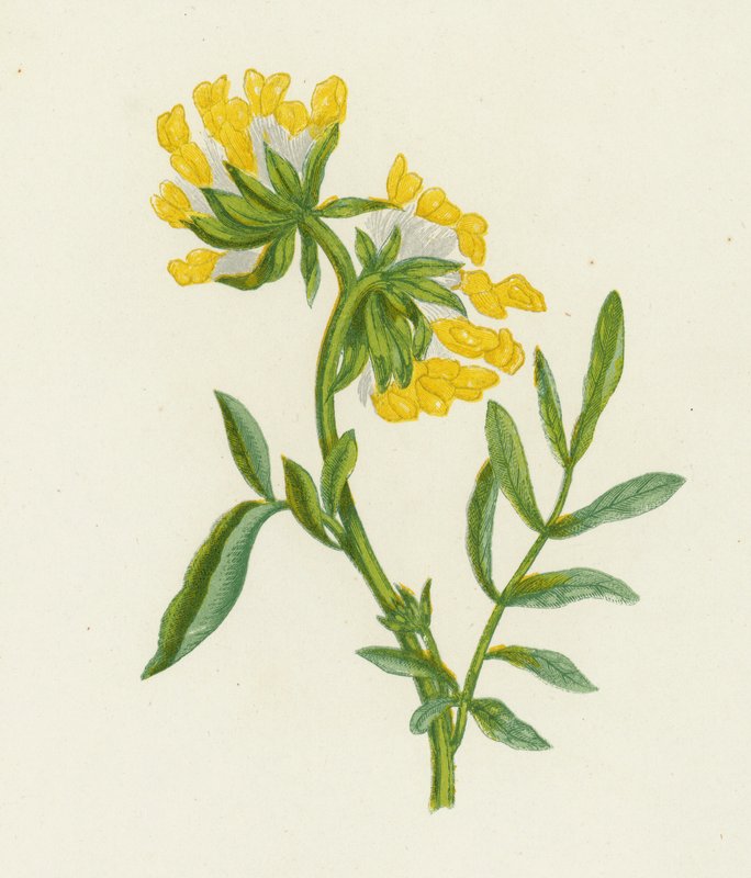 Gewone Wondklaver, Anthyllis Vulneraria door English School