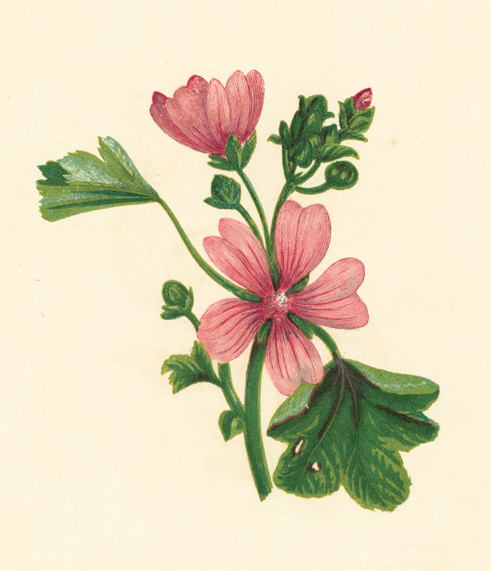Gewone Kaasjeskruid, Malva Sylvestris door English School