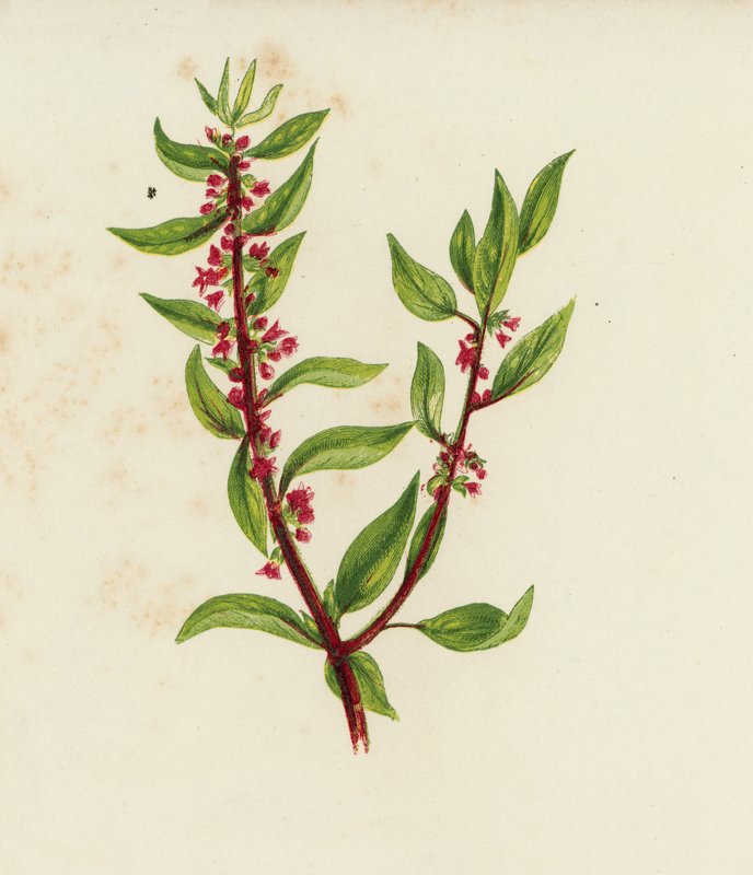 Gewone Muurpeper, Parietaria Officinalis door English School