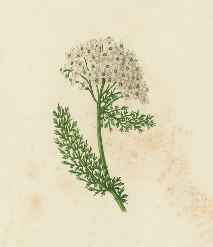 Duizendblad, Achillea Millefolium door English School
