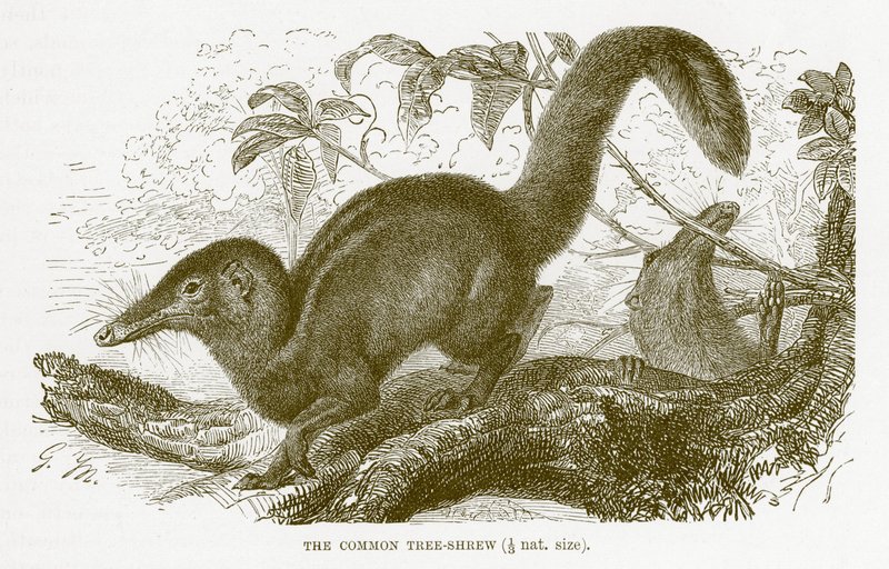Gewone boomspitsmuis, illustratie uit The Royal Natural History door English School