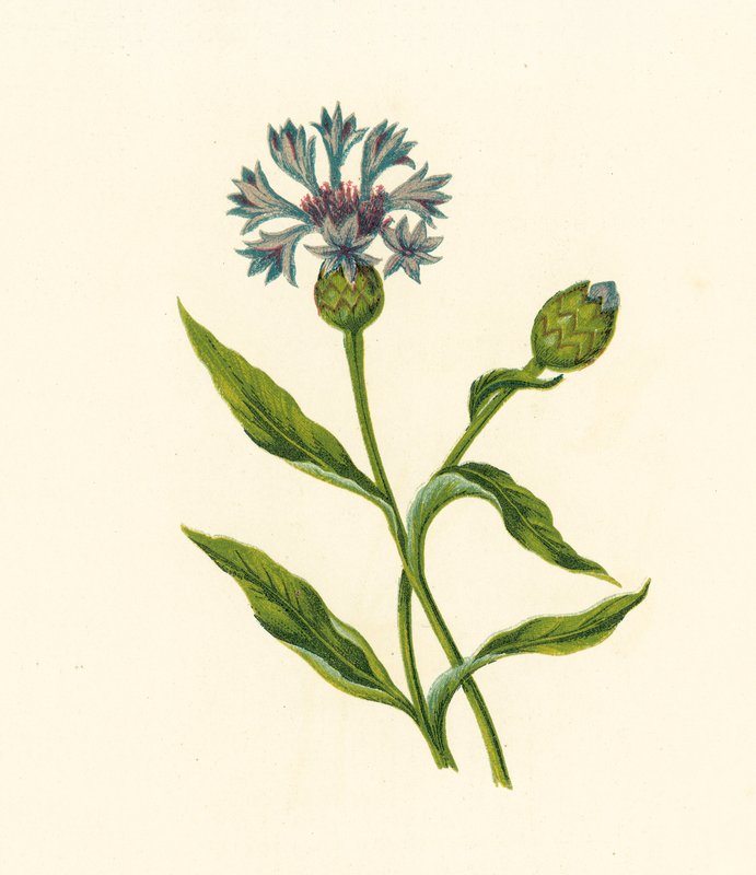 Korenbloem, Centaurea Cyanus door English School