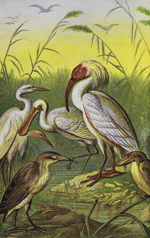Kraanvogels, reigers en lepelaar door English School