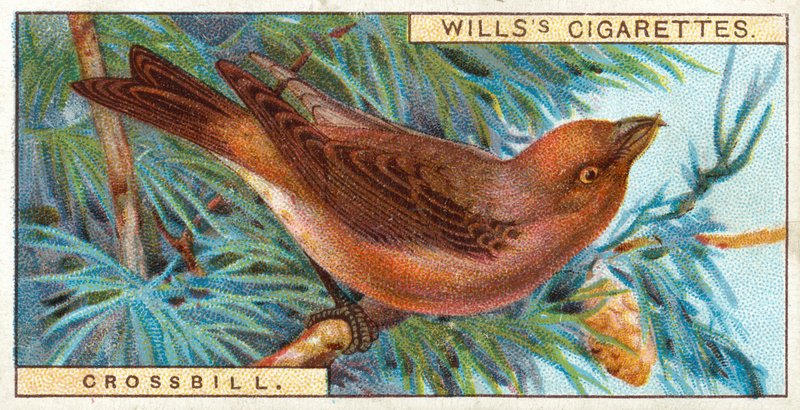 Kruisbek door English School