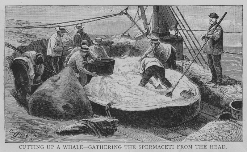 Het snijden van een walvis, het verzamelen van de spermaceti uit het hoofd door English School