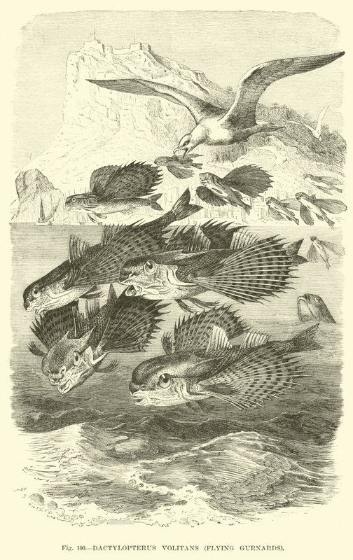 Dactylopterus Volitans, Vliegende Poons door English School