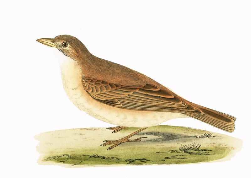 Woestijnleeuwerik, illustratie uit 