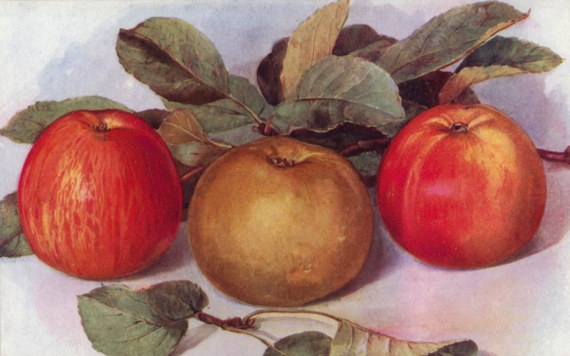 Dessertappels (kleur litho) door English School