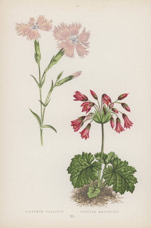 Dianthus Gallicus; Cortusa Matthioli (kleur litho) door English School