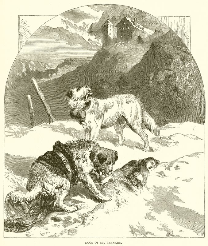 Honden van St. Bernard door English School