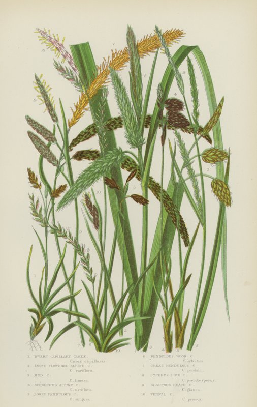 Dwerg Capillaire Carex, Losbloemige Alpen Carex, Modder Carex, Verbrande Alpen Carex door English School