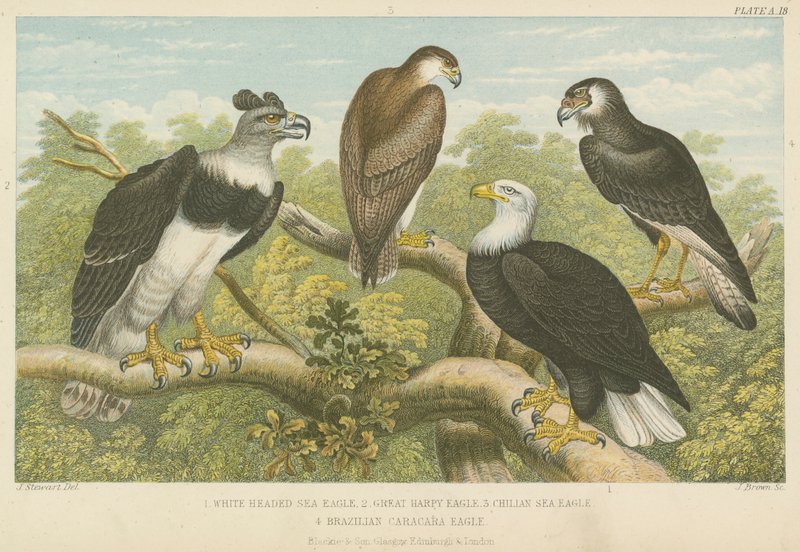 Adelaars door English School