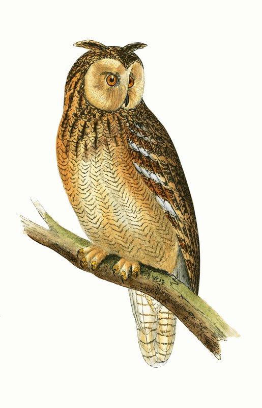 Egyptische ooruil, illustratie uit 