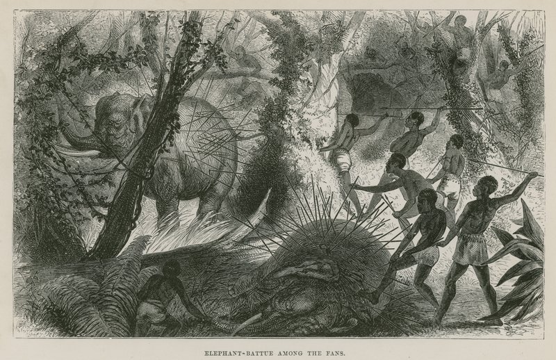 Olifantenjacht onder de Fans door English School